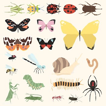 Vector of different kinds of insects | Free stock vector - 251532