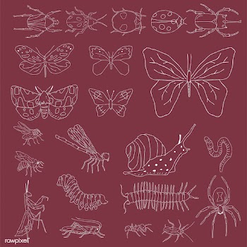 Vector of different kinds of insects | Free stock vector - 251562