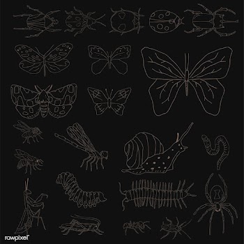 Vector of different kinds of insects | Free stock vector - 251565