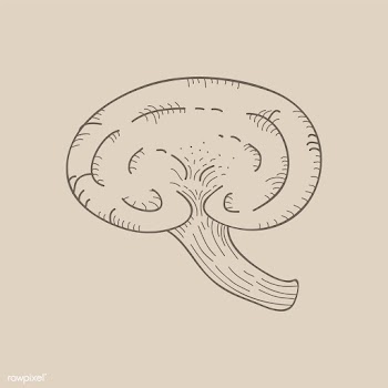 Vector of mushroom | Free stock vector - 251482