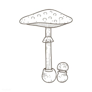 Vector of mushroom | Free stock vector - 251549