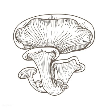 Vector of mushroom | Free stock vector - 251593
