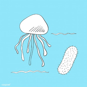 Vector of underwater creatures | Free stock vector - 46994