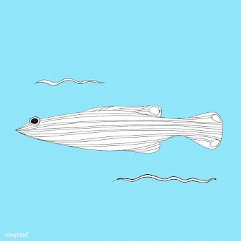 Vector of underwater creatures | Free stock vector - 46995