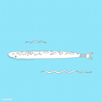 Vector of underwater creatures | Free stock vector - 47000