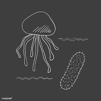Vector of underwater creatures | Free stock vector - 47011