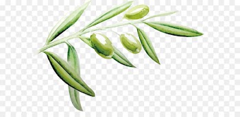 Vector painted olive leaf 