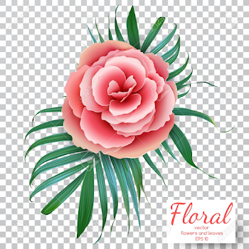 Vector Pink Rose On A Transparent Background. Royalty Free ...