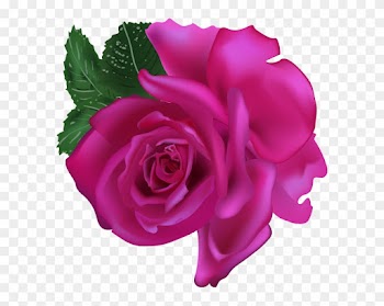 Vector Pink Roses Collection - Rose