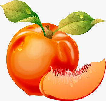 Vector Realistic Peaches, Vector, Realism, Peach PNG and Vector ...