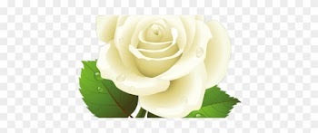 Vector Roses