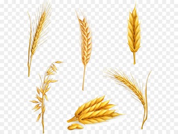 Vector six kinds of wheat 