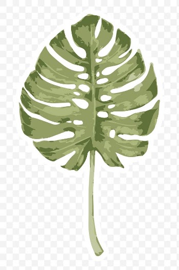 Vectorize monstera leaf sticker with white border | Free  transparent png - 2345777