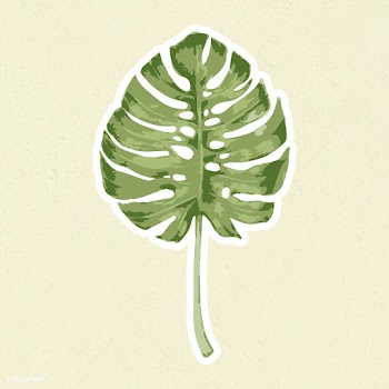 Vectorize monstera leaf sticker with white border | Free  vector - 2345774