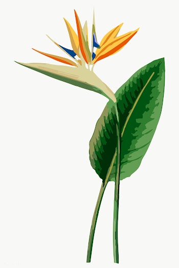 Vectorized bird of paradise sticker overlay design element  | Free  transparent png - 2361581