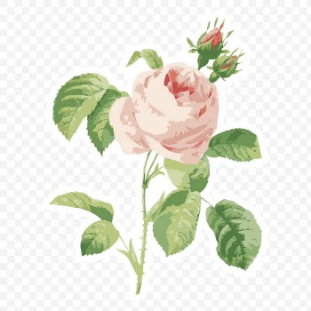 Vectorized cabbage rose flower sticker with white border design elemen.. | Free  transparent png - 2345834