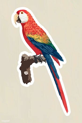 Vectorized colorful araracanga sticker with a white border | Free  vector - 2361307