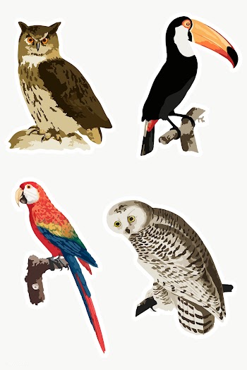 Vectorized mix vintage birds sticker with a white border | Free  transparent png - 2366644