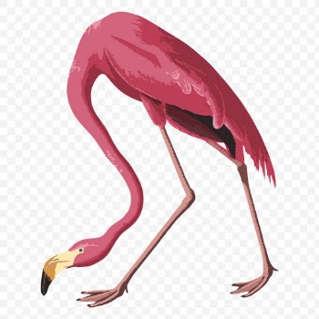 Vectorized pink flamingo bird sticker  design element | Free  transparent png - 2345821