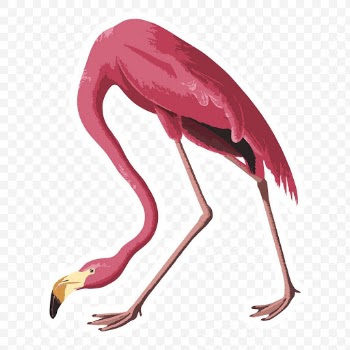 Vectorized pink flamingo bird sticker with white border design element | Free  transparent png - 2345766
