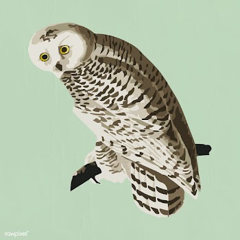 Vectorized snowy owl sticker overlay design element | Free  vector - 2361268