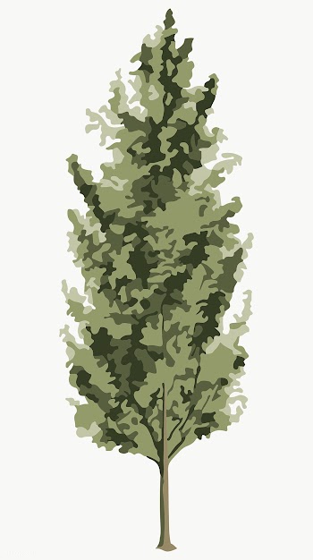 Vectorized spruce tree sticker overlay design element  | Free  transparent png - 2361607