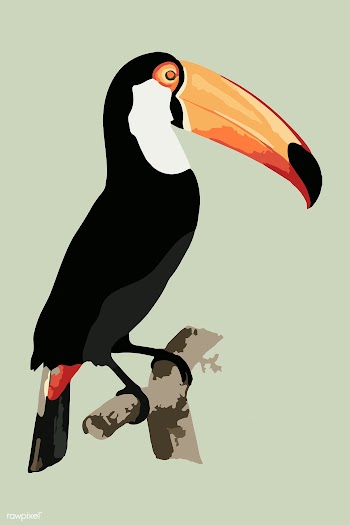 Vectorized toucan bird sticker overlay design element  | Free  vector - 2361304