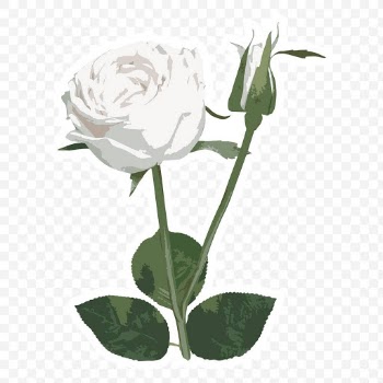 Vectorized white rose flower sticker with white border design element | Free  transparent png - 2345787