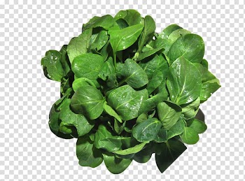 Vegetable Agriculture Bok choy Nutrition Food, vegetables transparent background PNG clipart