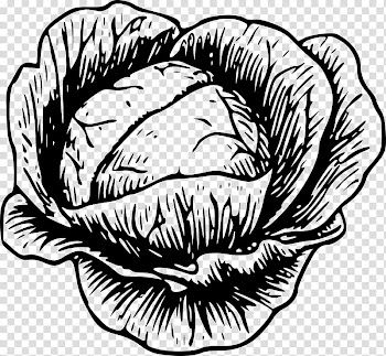 Vegetable Chinese cabbage Drawing White cabbage , cabbage transparent background PNG clipart