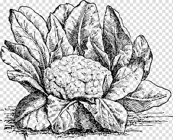 Vegetable Drawing Food Illustration, painted cauliflower transparent background PNG clipart