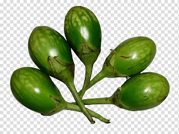 Vegetable Eggplant Food Bell pepper Cooking, Brinjal Green transparent background PNG clipart