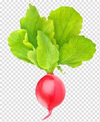 Vegetable Food Spring greens Garden radish, vegetable transparent background PNG clipart