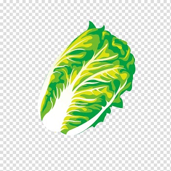 Vegetable Gourd Napa cabbage Chinese cabbage, Green cabbage leaf graphics transparent background PNG clipart