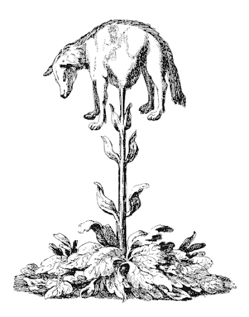Vegetable lamb (Lee, 1887) | Free Photo - rawpixel