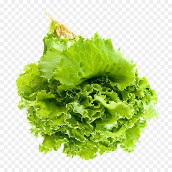 Vegetable Lettuce Clip art - Salad Leaf 