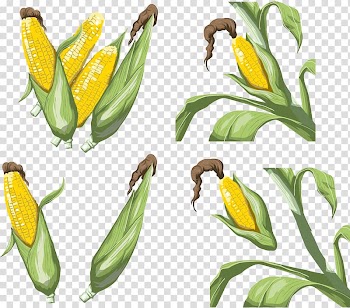 Vegetable Maize Corn on the cob, corn transparent background PNG clipart