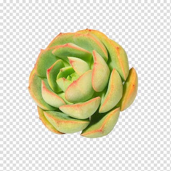 Vegetable Orange, Fresh meaty plants transparent background PNG clipart
