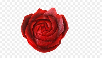 Vegetable Photography Beetroot Food - Garden Roses