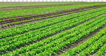 Vegetable plantation during daytime, Agriculture Plantation Organic farming Crop Vegetable, Vegetable garden transparent background PNG clipart