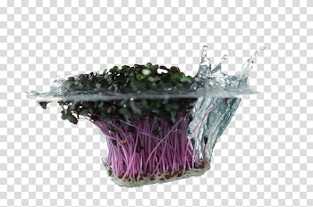 Vegetable Water , Water vegetables transparent background PNG clipart