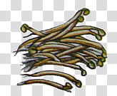 Vegetables and Fruit , bean sprout illustration transparent background PNG clipart