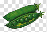Vegetables and Fruit , green pod pea transparent background PNG clipart