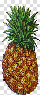 Vegetables and Fruit , pineapple fruit wall decor transparent background PNG clipart