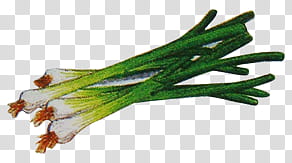 Vegetables and Fruit , spring onions illustration transparent background PNG clipart
