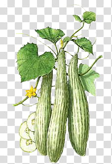 Vegetables , bitter gourd plant transparent background PNG clipart