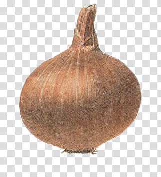 Vegetables , brown onion transparent background PNG clipart