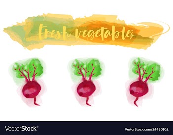 Vegetables food watercolor vector image
