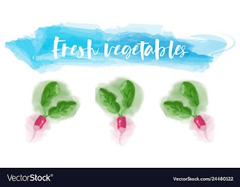Vegetables food watercolor vector image