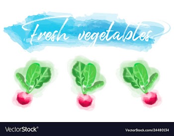 Vegetables food watercolor vector image